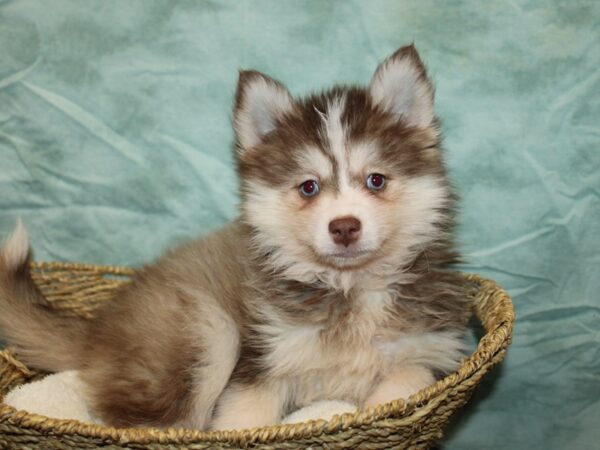 Pomski-Dog-Male-Chocolate-9686-Petland Dalton, Georgia