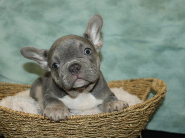 French Bulldog Dog Male Lilac 20839 Petland Dalton, Georgia