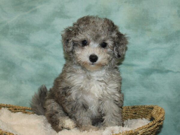 Bichapoo DOG Female Blue Merle 20840 Petland Dalton, Georgia