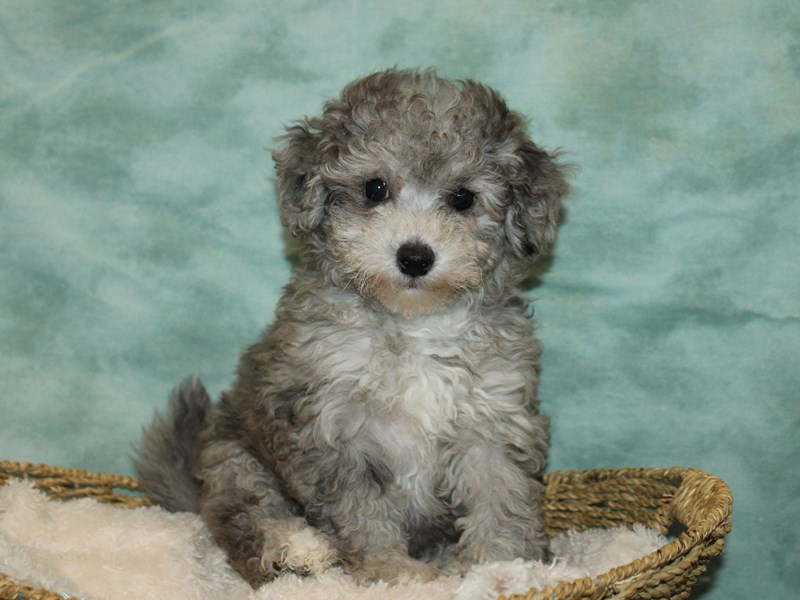 Bichapoo-Female-Blue Merle-4022356-Petland Dalton