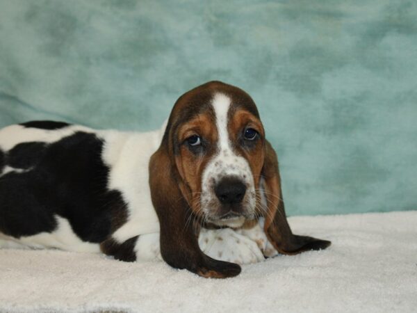 Basset Hound Dog Female Tri-Colored 9698 Petland Dalton, Georgia