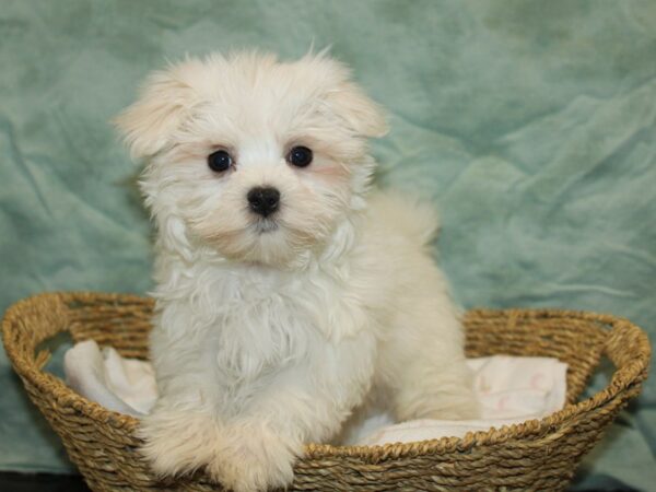 Maltese Dog Male White 20848 Petland Dalton, Georgia