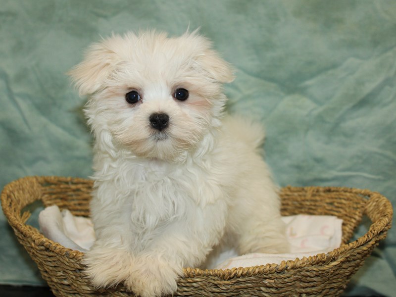 Maltese-Male-White-4029729-Petland Dalton