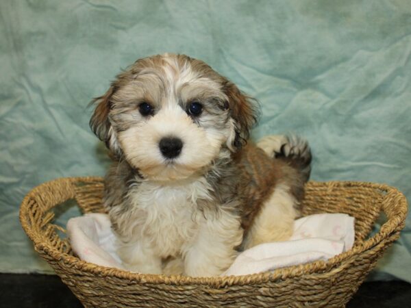 Havanese Dog Male Gold Sable 20846 Petland Dalton, Georgia