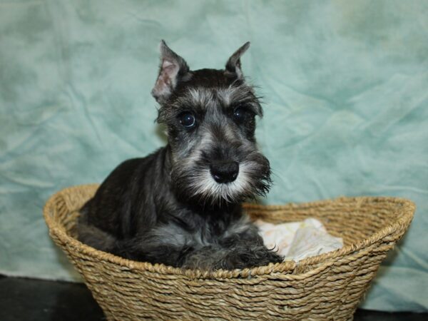 Miniature Schnauzer Dog Female Salt / Pepper 20852 Petland Dalton, Georgia