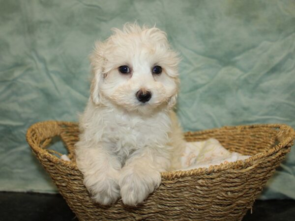 Lhasapoo-Dog-Male-Cream-20853-Petland Dalton, Georgia