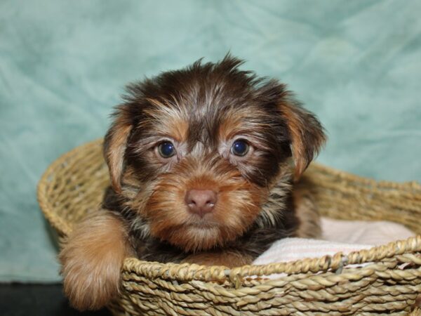 Yorkshire Terrier-DOG-Male-Chocolate / Tan-9704-Petland Dalton, Georgia