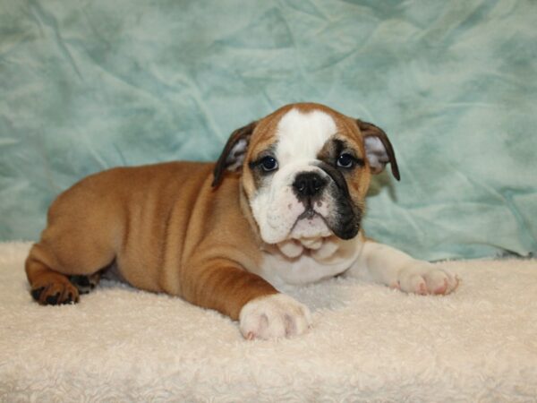 English Bulldog-DOG-Female-Red and White-9700-Petland Dalton, Georgia