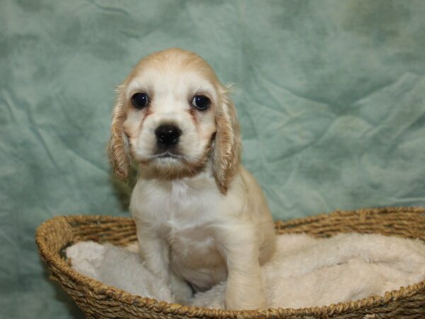 Cocker Spaniel Dog Male Cream 20854 Petland Dalton, Georgia