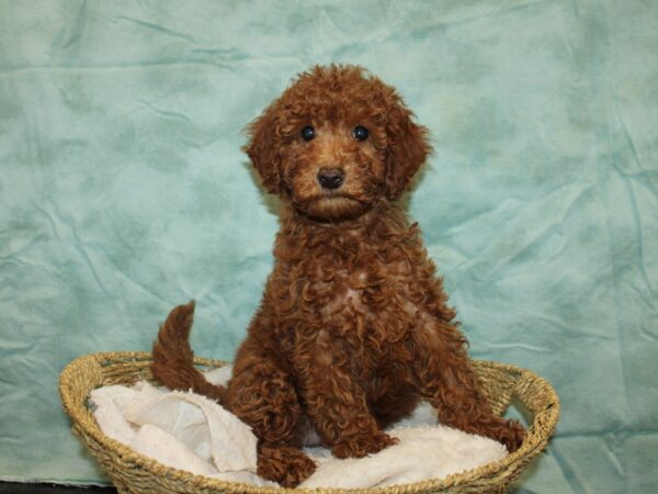 Miniature Goldendoodle-Dog-Female-Red-20857-Petland Dalton, Georgia