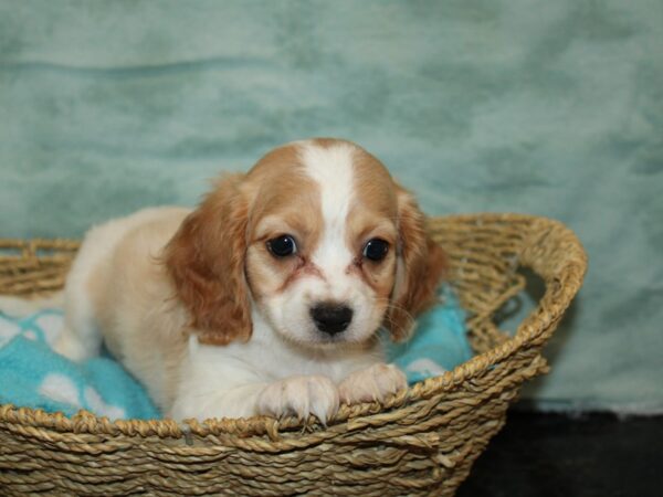 Cavachon-Dog-Male-Red&Wh-9723-Petland Dalton, Georgia