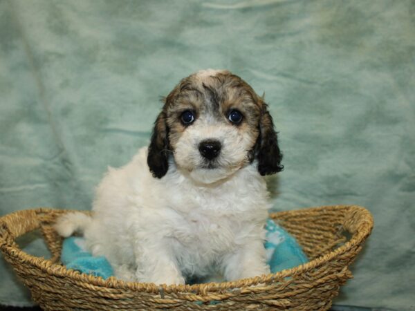 Bichapoo-Dog-Male-Brindle&Wh-9722-Petland Dalton, Georgia