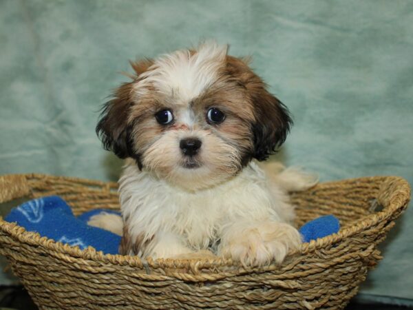 Daisy Dog-Dog-Male-Choc&Wh-20864-Petland Dalton, Georgia