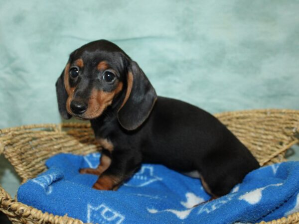 Dachshund DOG Female Blk&Tan 20872 Petland Dalton, Georgia