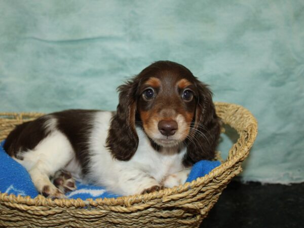 Dachshund DOG Male Choc Tri 20871 Petland Dalton, Georgia