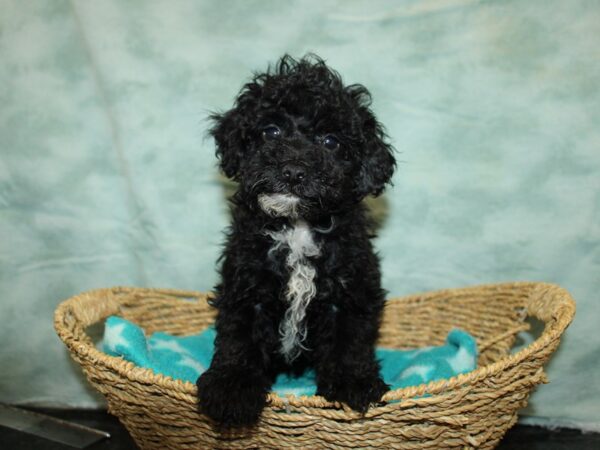 Miniature Poodle DOG Male Black 20866 Petland Dalton, Georgia