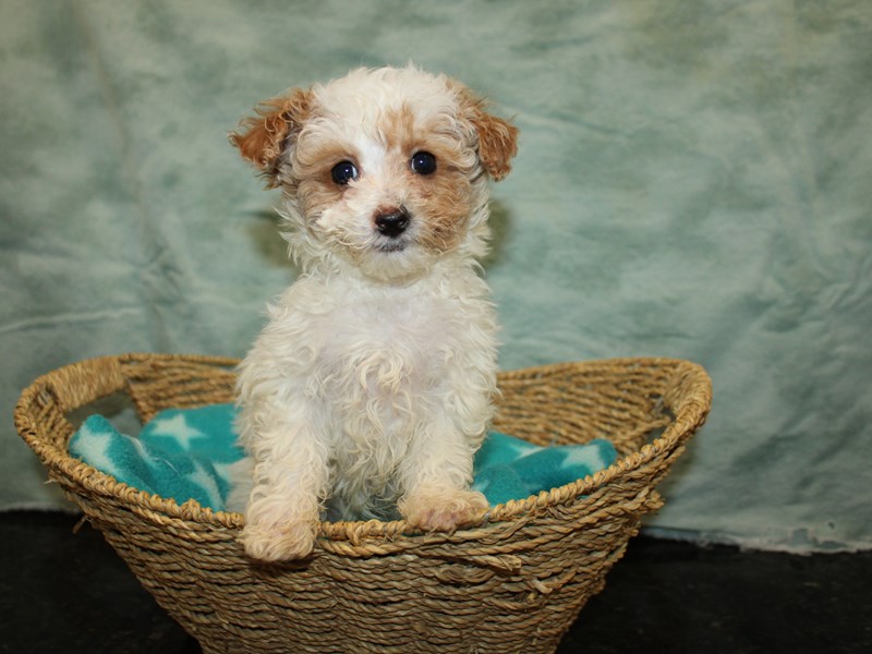 Miniature Poodle-Female-Wh&Red-4040502-Petland Dalton