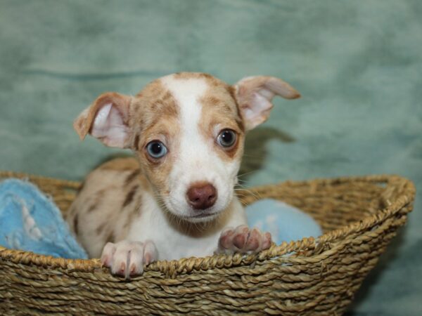 Chihuahua-DOG-Female-Red Merle-9713-Petland Dalton, Georgia