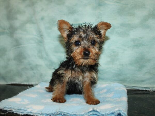 Yorkshire Terrier Dog Female Black and Tan 9719 Petland Dalton, Georgia