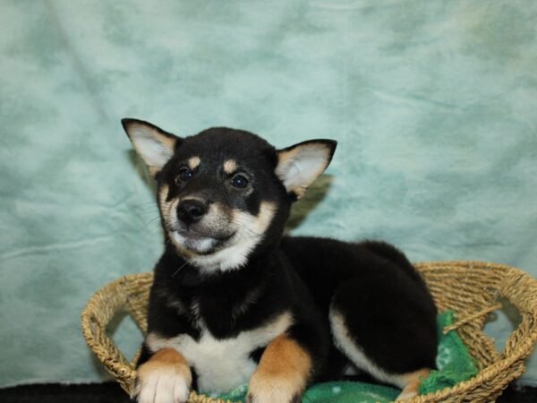 Shiba Inu Dog Female Black and Tan 9718 Petland Dalton, Georgia