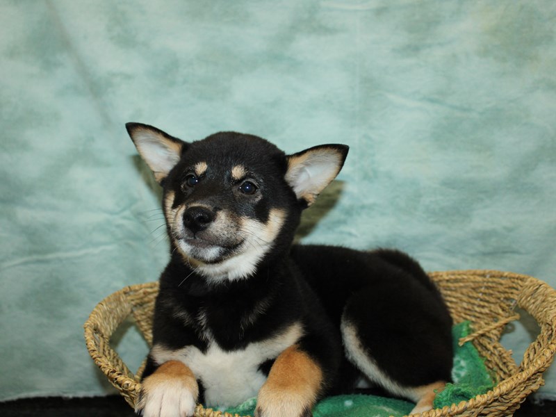 Shiba Inu-Female-Black and Tan-4040199-Petland Dalton
