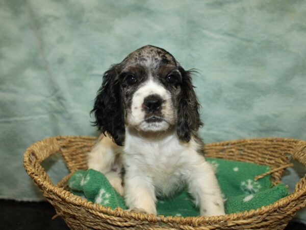 Cocker Spaniel-DOG-Female-Blue Roan-9714-Petland Dalton, Georgia