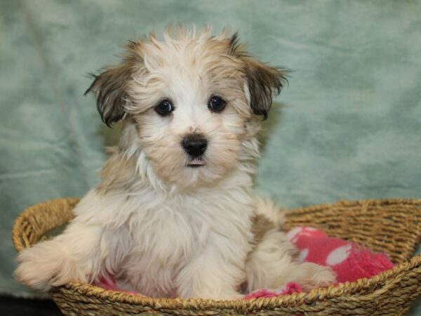 Havamalt Dog Male Grizzle 20879 Petland Dalton, Georgia