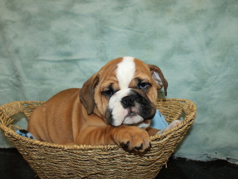 English Bulldog-Male-Red and White-4040246-Petland Dalton