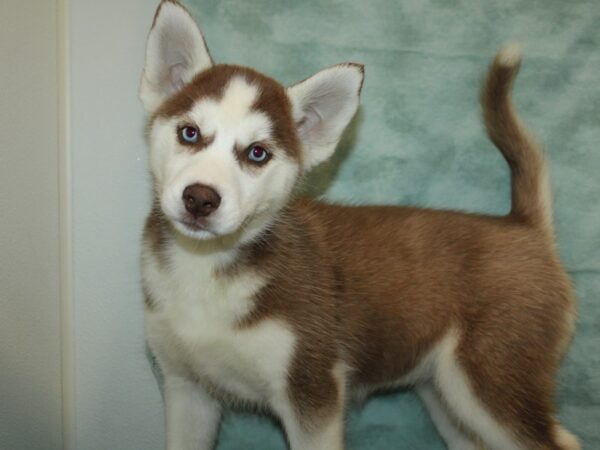 Siberian Husky Dog Female Copper and White 9720 Petland Dalton, Georgia