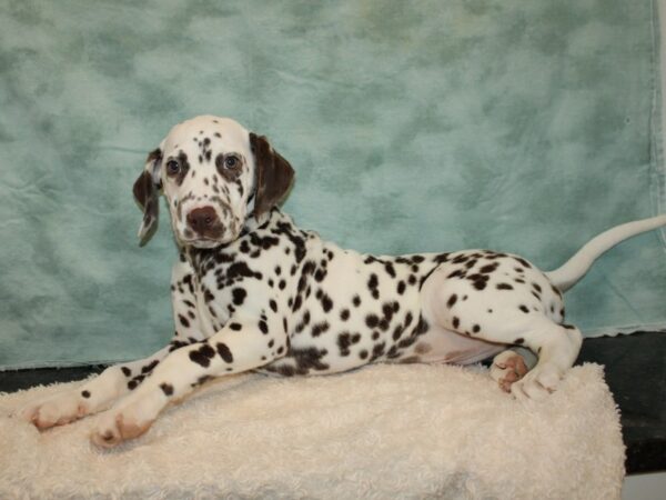 Dalmatian-Dog-Male-White and Liver Brown-9715-Petland Dalton, Georgia