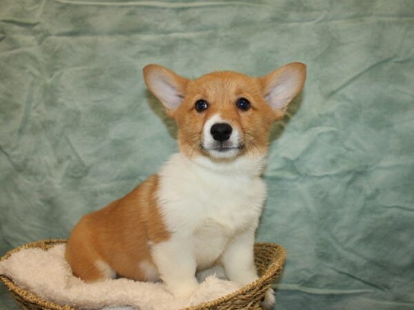 Pembroke Welsh Corgi Dog Female Red / White 9710 Petland Dalton, Georgia