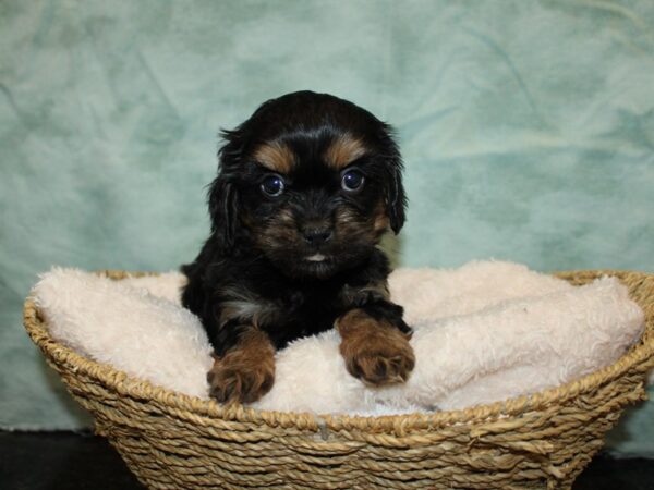 King Charles Teddy Bear (Cavalier/Shih Tzu/Bichon)-Dog-Female-Black / Tan-20881-Petland Dalton, Georgia