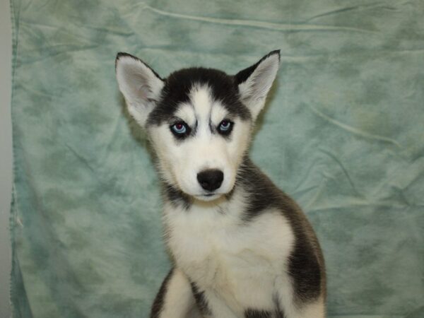 Siberian Husky DOG Male Black / White 20862 Petland Dalton, Georgia