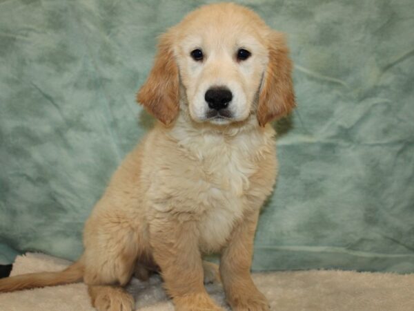 Golden Retriever DOG Male Cream 20860 Petland Dalton, Georgia