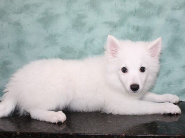 American Eskimo-DOG-Male-White-9668-Petland Dalton, Georgia