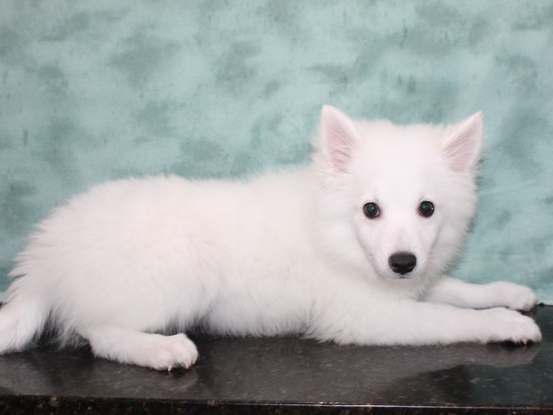 American Eskimo-Male-White-3989880-Petland Dalton