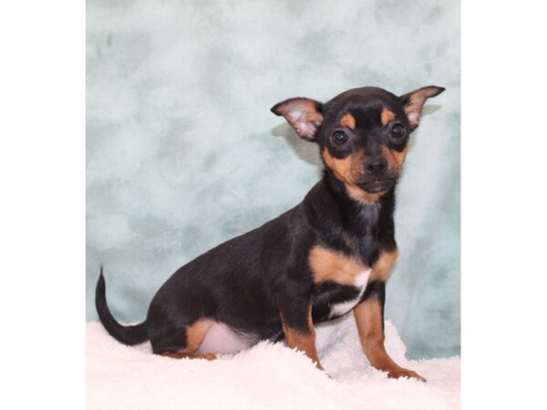 Chihuahua-DOG-Female-Black / Tan-9635-Petland Dalton, Georgia