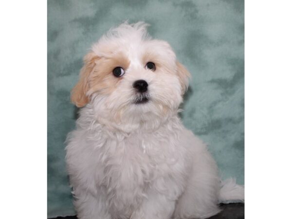 Marshmellow DOG Male Cream / White 9657 Petland Dalton, Georgia