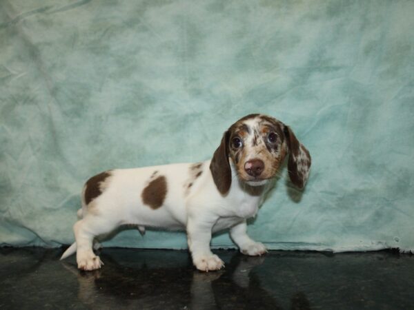 Dachshund Dog Male Chocolate Dapple 20886 Petland Dalton, Georgia