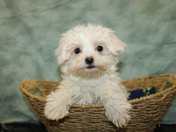 Maltese DOG Male White 20889 Petland Dalton, Georgia