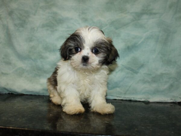 Shih Tzu Dog Female 20895 Petland Dalton, Georgia