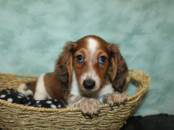 Dachshund Dog Male Fawn piebald 20891 Petland Dalton, Georgia