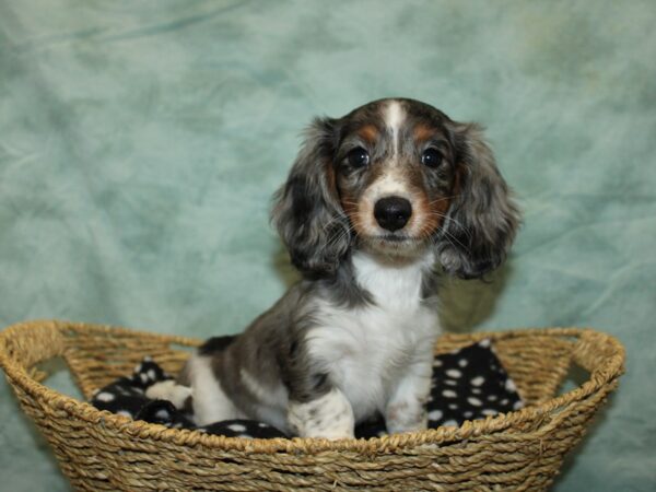 Dachshund Dog Female 20893 Petland Dalton, Georgia