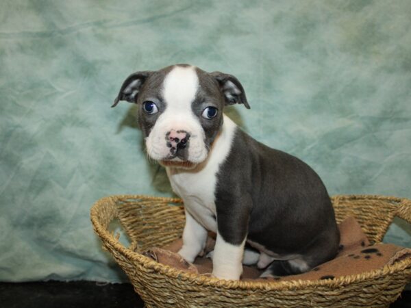 Boston Terrier DOG Male Blue and White 20890 Petland Dalton, Georgia