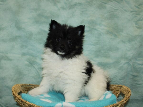 Pomeranian DOG Male Tri-Colored 9734 Petland Dalton, Georgia