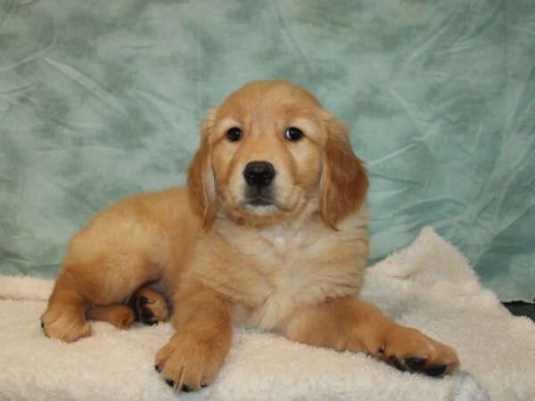 Golden Retriever Dog Female Cream 9707 Petland Dalton, Georgia