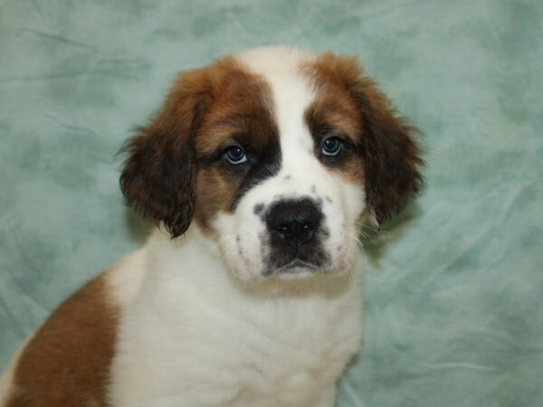 Saint Bernard-Dog-Female-Sable / White-9703-Petland Dalton, Georgia