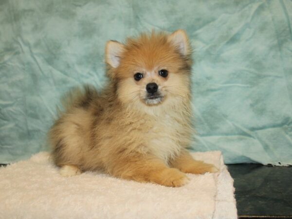 Pomsky-Dog-Male-Chocolate merle-20834-Petland Dalton, Georgia