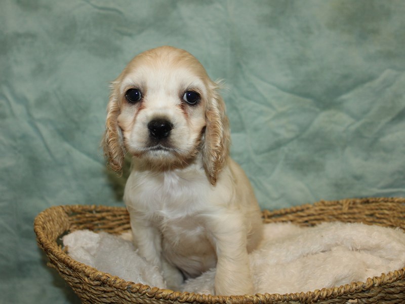 Cocker Spaniel-Male-Cream-4033022-Petland Dalton