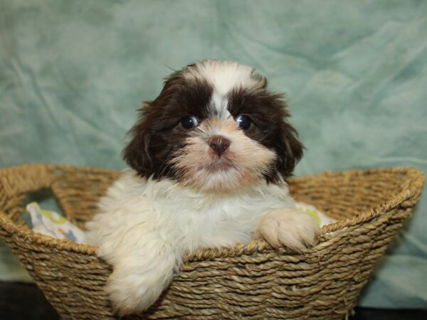 2nd Generation Teddy Bear-Dog-Male-Chocolate and white-9705-Petland Dalton, Georgia